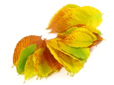 November October Autumn Leaf Foliage Fall Leaves Stock Photo November October Autumn Leaf Foliage Fall Leaves Stock Photo