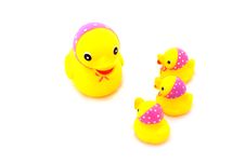 Duck With Ducklings Stock Images Duck With Ducklings Stock Images