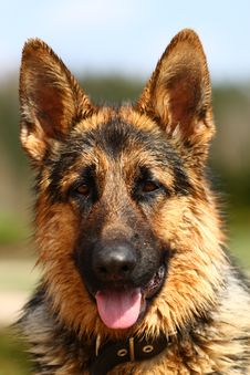 Portrait Of Wolf Dog Royalty Free Stock Photo