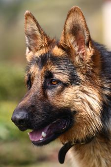 Portrait Of Alstatian Dog Royalty Free Stock Photography