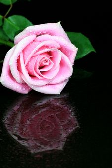 Rose With Droplets On Black Stock Image