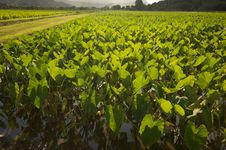 Hanalei Valley And Taro Fields Royalty Free Stock Photo Hanalei Valley And Taro Fields Royalty Free Stock Photo