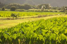 Hanalei Valley And Taro Fields Stock Photos Hanalei Valley And Taro Fields Stock Photos
