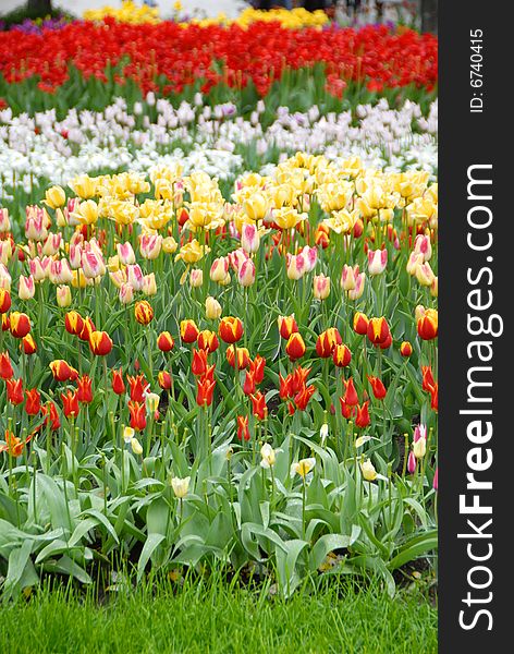 A plenty of colorful tulips blooming in a garden. A plenty of colorful tulips blooming in a garden
