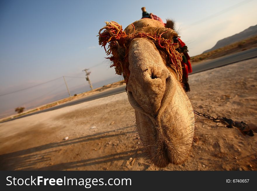 Close up funny photo of a camel in the dessert