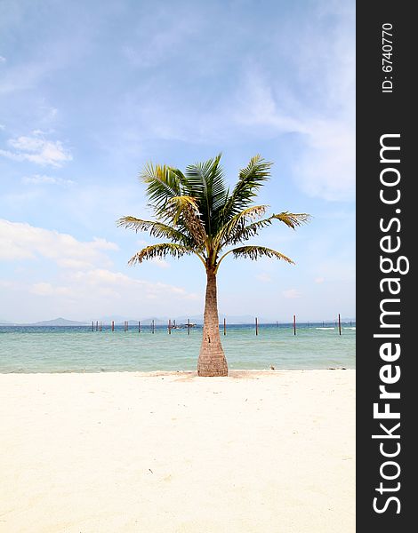 Coconut palm on beach under blue sky