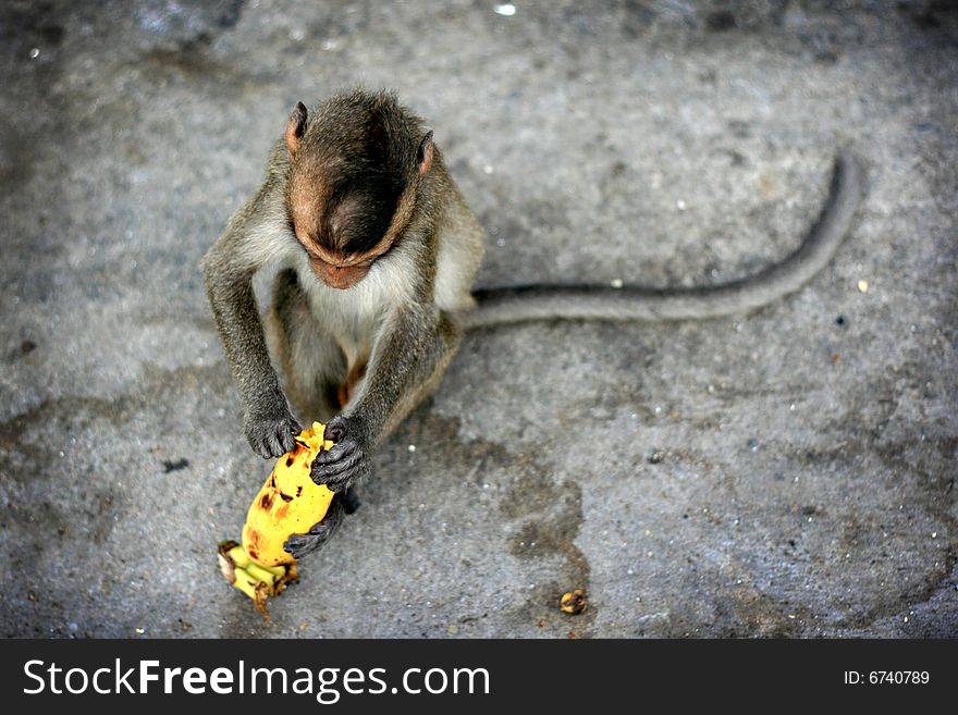 A little monkey tearing banana skin , one of his favorite food