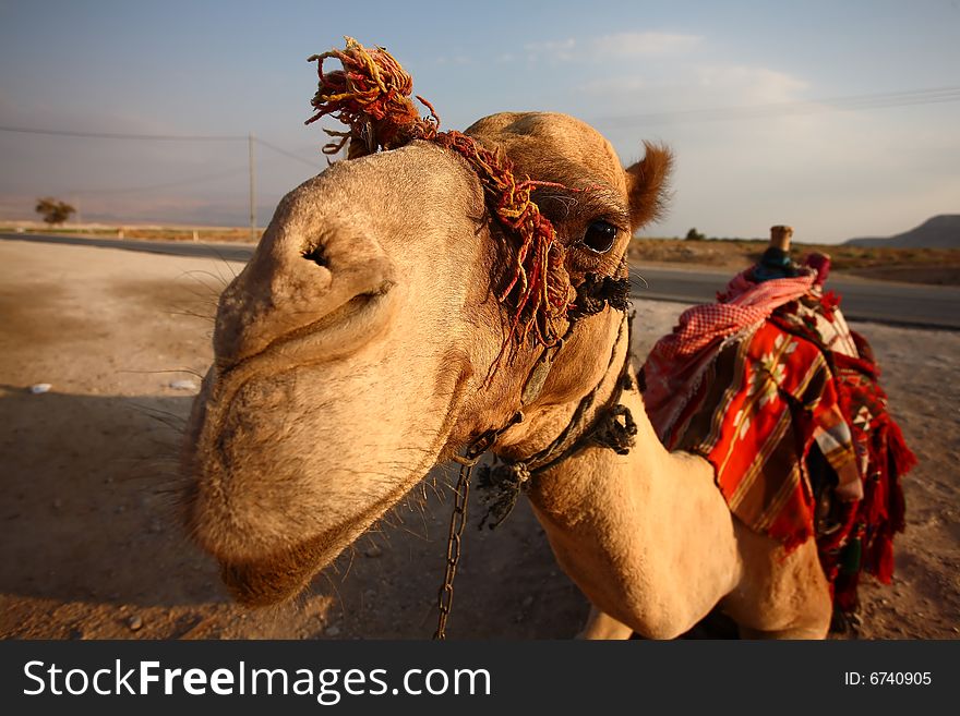 Close up funny photo of a camel in the dessert