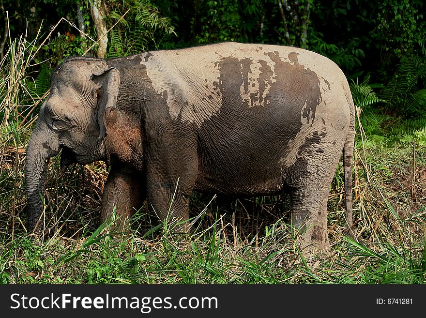 Borneo pygmy elephant grazing in the jungle. Borneo pygmy elephant grazing in the jungle