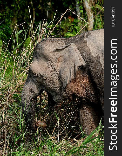 Borneo pygmy elephant grazing in the jungle. Borneo pygmy elephant grazing in the jungle