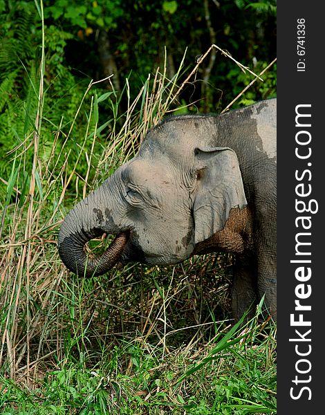 Borneo pygmy elephant grazing in the jungle. Borneo pygmy elephant grazing in the jungle