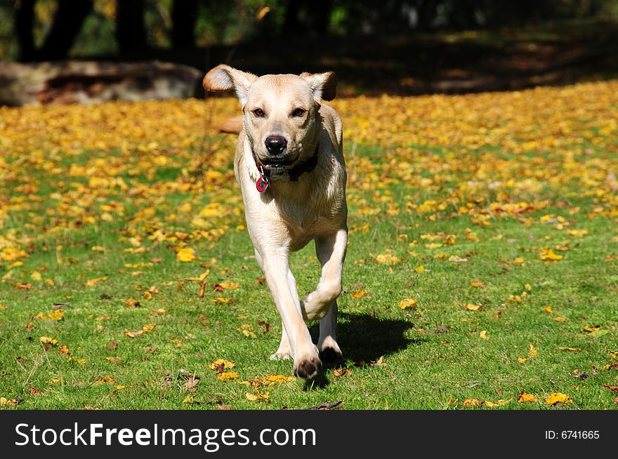 Shot of a yellow labrador running in the autumn leaves. Shot of a yellow labrador running in the autumn leaves