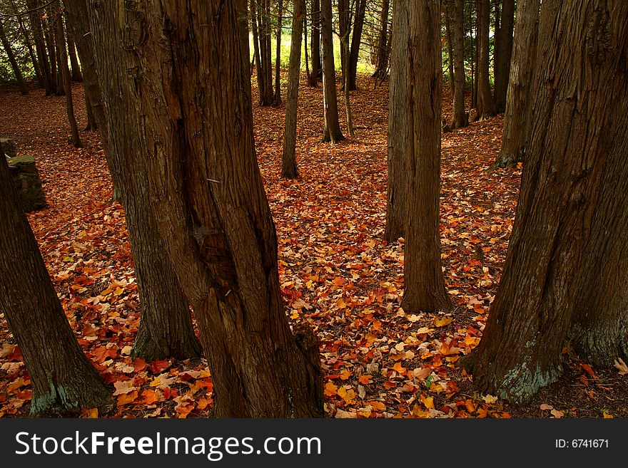 Ground covered with orange leaves in a forest. Ground covered with orange leaves in a forest