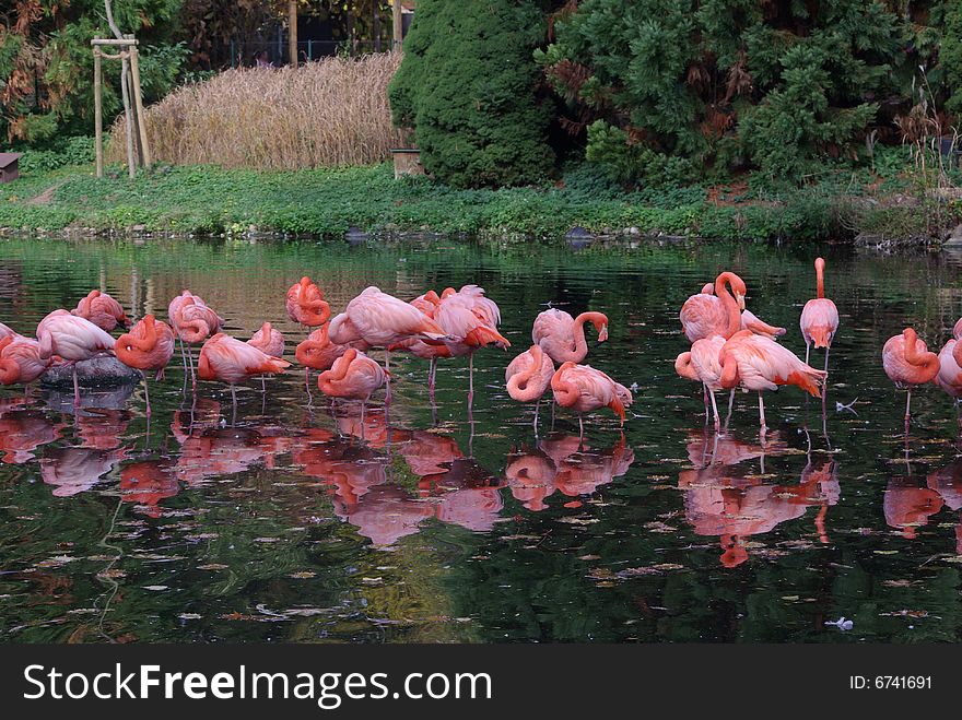 Pink flamingos staying in the water