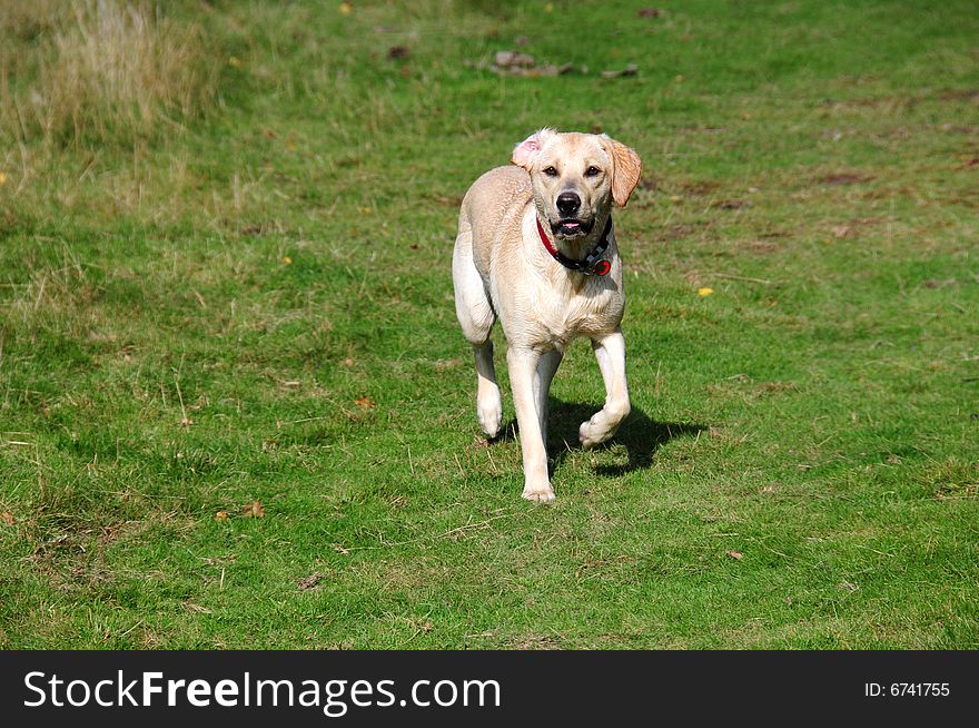 Labrador puppy