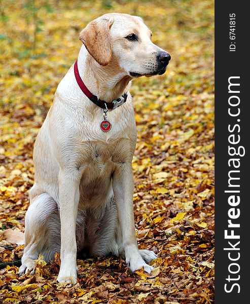 Shot of a yellow labrador sitting in the autumn leaves. Shot of a yellow labrador sitting in the autumn leaves