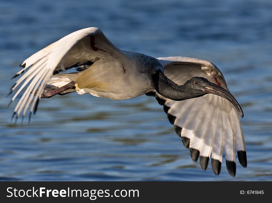 African Sacred Ibis in flight over water