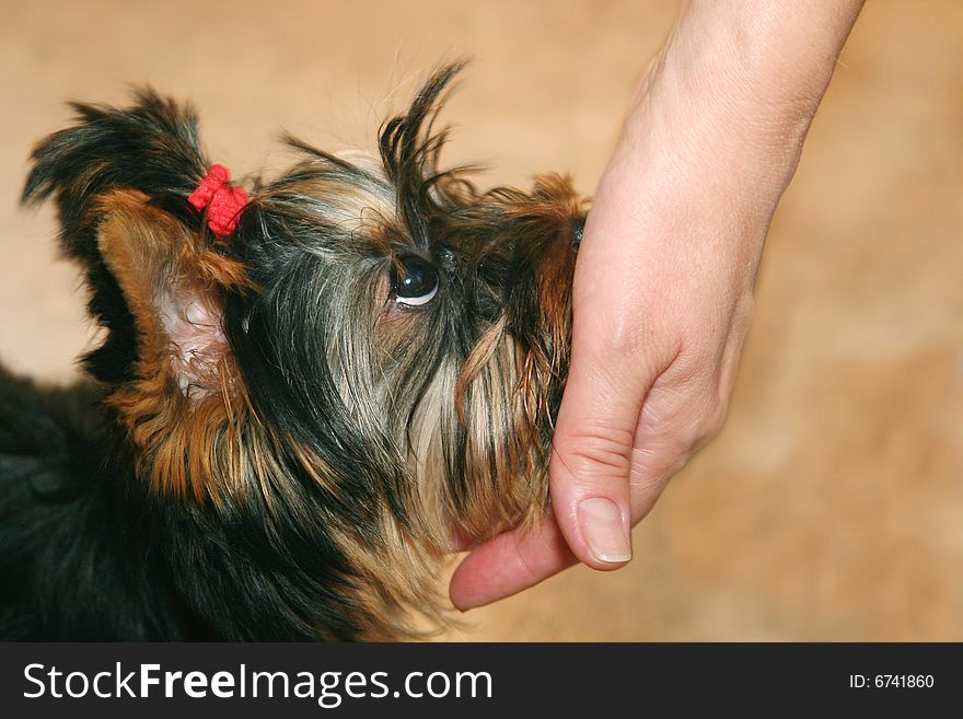 Hand and cute little Yorkshire terrier puppy looking up with fidelity. Hand and cute little Yorkshire terrier puppy looking up with fidelity