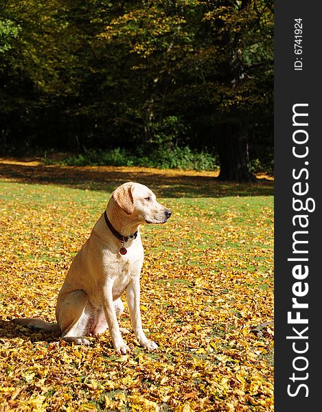 Shot of a yellow labrador sitting in the autumn leaves. Shot of a yellow labrador sitting in the autumn leaves