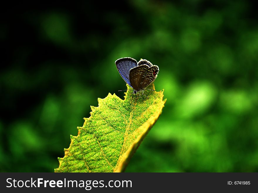 The butterfly on the   leaves