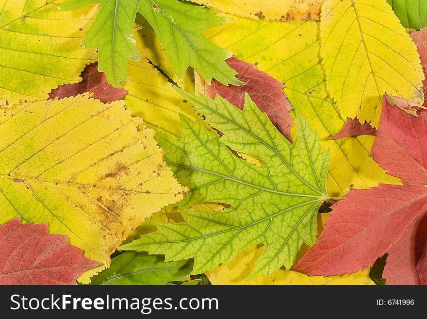 Autumn background (colorful fading yellow, red and green leaves)