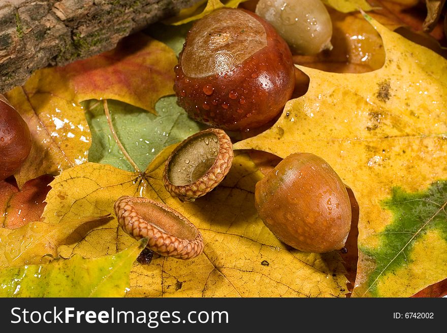 Autumn background (chestnuts and acorns with raindrops on autumn leaves)