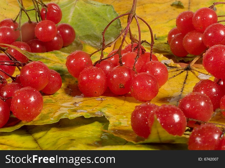 Twigs with red snowball berries with raindrops (on autumn leaves)