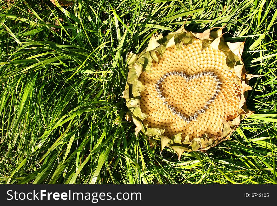 Sunflowers heart