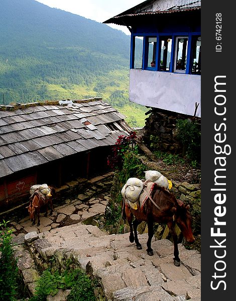 Pack donkeys climbing thru small village. Pack donkeys climbing thru small village