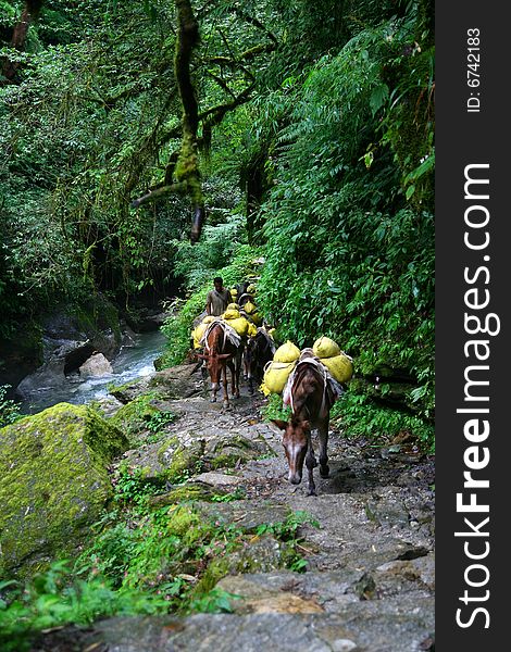 Pack donkeys climbing thru small village. Pack donkeys climbing thru small village