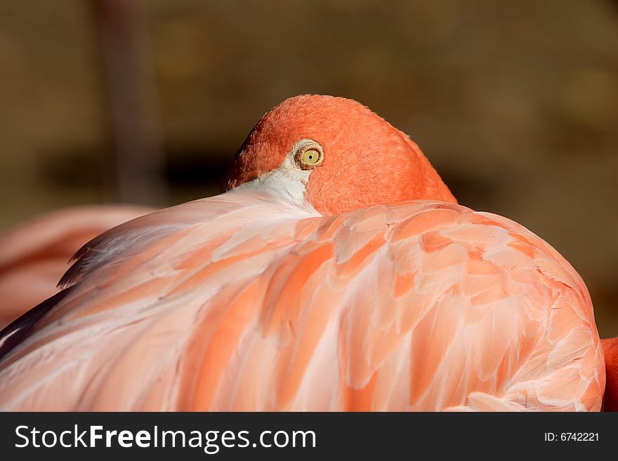 A pink flamingo with its head burried in its feathers