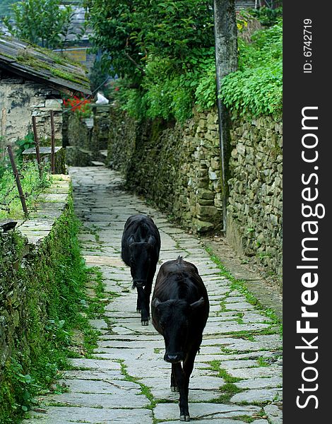 Two cows walking down village path. Two cows walking down village path