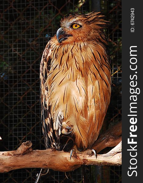 Yellow owl standing on a piece of log