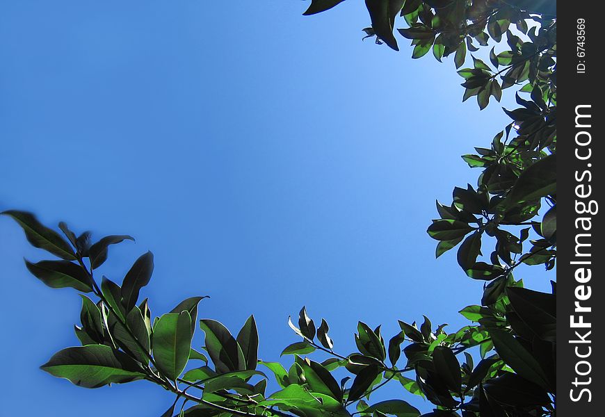 Ficus foliage making frame on blue sky back