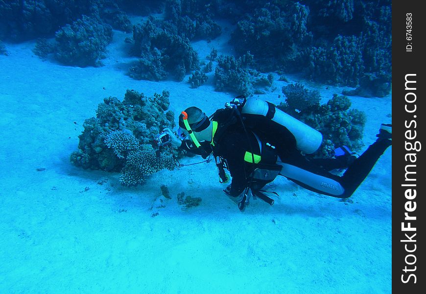 Diver on the reef in the red sea