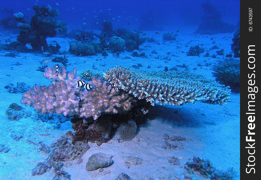 Coral scene in the red sea