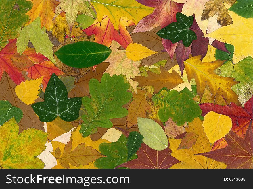 Very big Color-full Fall background. Very big Color-full Fall background