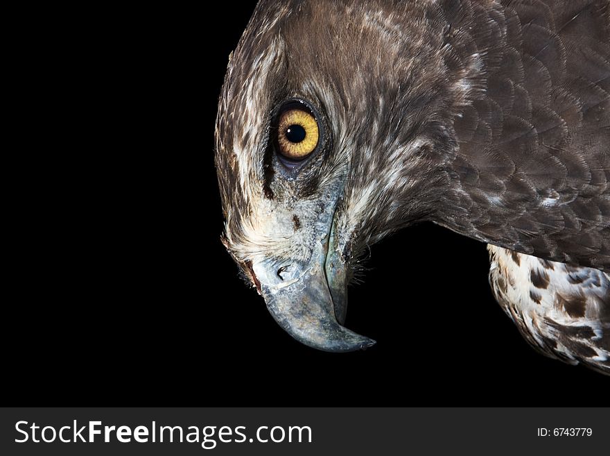 Martial Eagle Portrait on black background