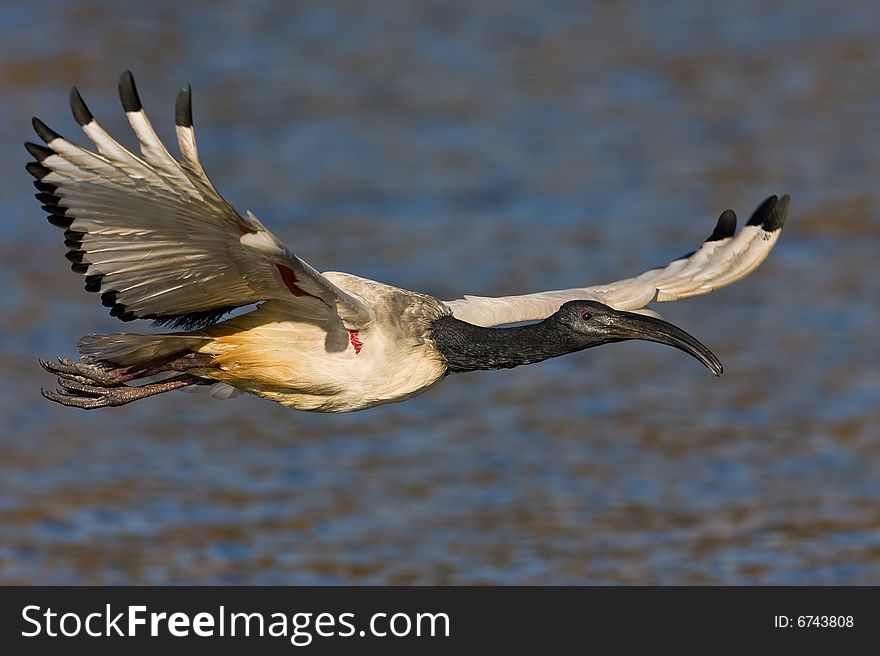 African Sacred Ibis in flight over water