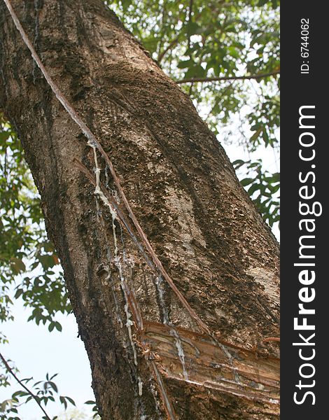 Tree sap which will be converted into rubber seeping down a tree, Malaysia. Tree sap which will be converted into rubber seeping down a tree, Malaysia