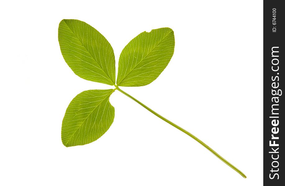 Clover isolated on a white background. Clover isolated on a white background