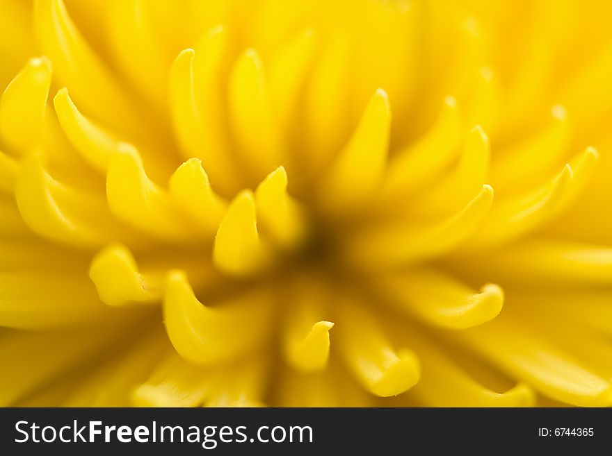 Macro Of Yellow Chrysanthemum