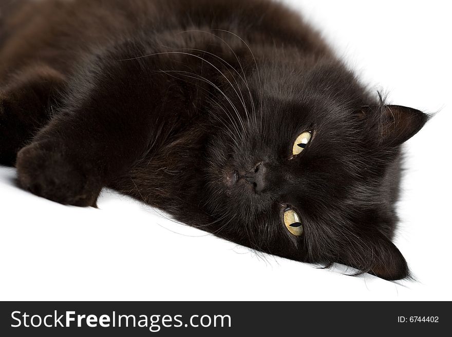 Black cat isolated on white