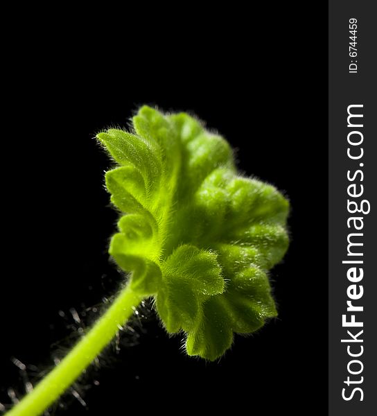 Green geranium leaf on the black