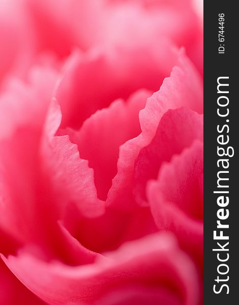 Carnation Flower Background