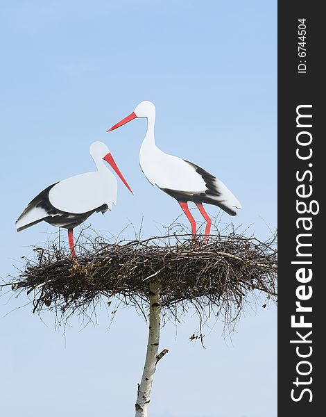 Couple loving storks are on the nest, wildlife. Couple loving storks are on the nest, wildlife