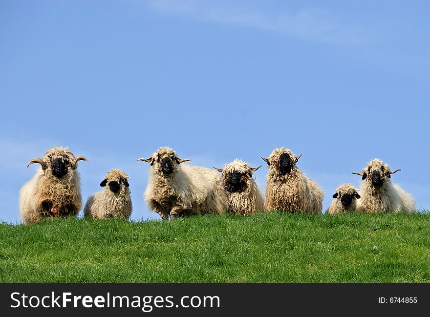 Seven rastafari-like sheep curiously looking down. Seven rastafari-like sheep curiously looking down