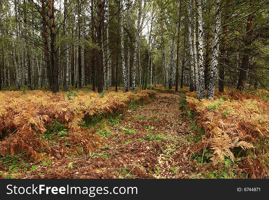 Red-yellow leaves and silver birches. Red-yellow leaves and silver birches