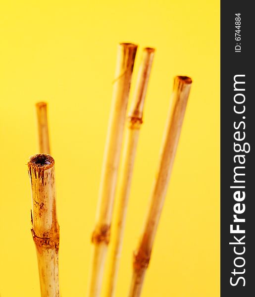 A bamboo composition with a yellow background and blurred bamboos in the distance. A bamboo composition with a yellow background and blurred bamboos in the distance.