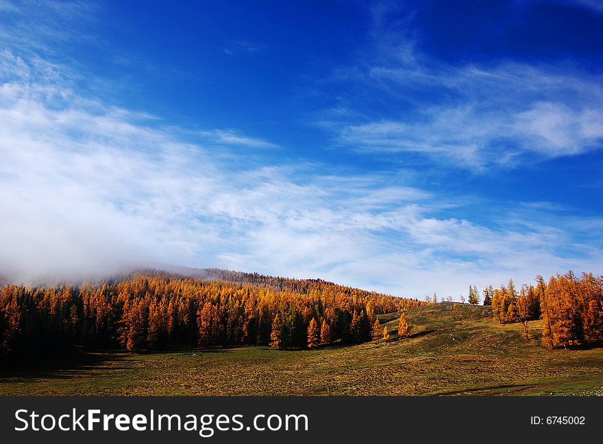 Deep autumn in Xinjiang,China.
forest and blue sky.